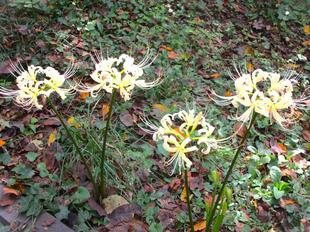 暑さ寒さも彼岸まで・・・