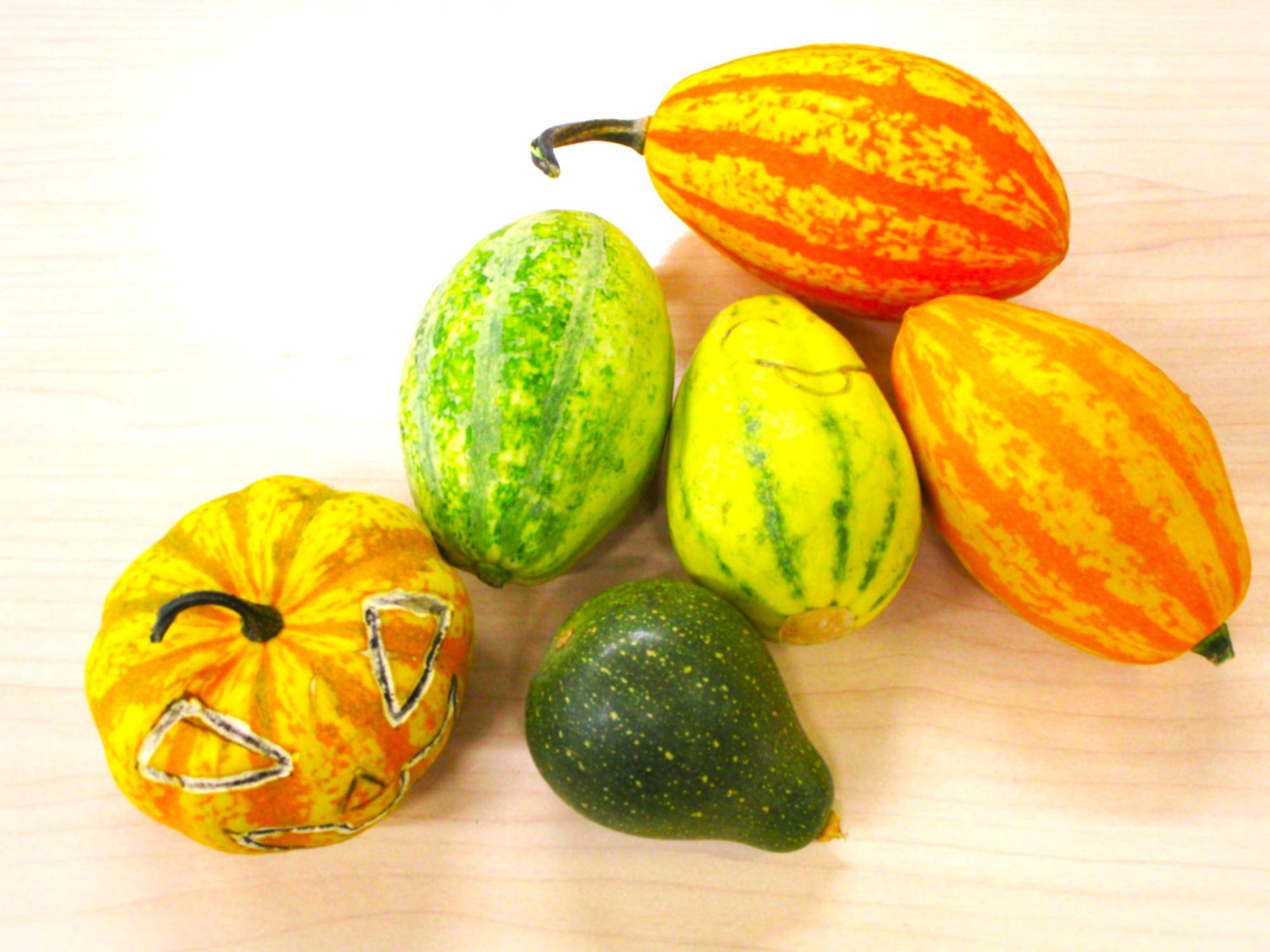 なにやらあやし～ゾ‼の写真