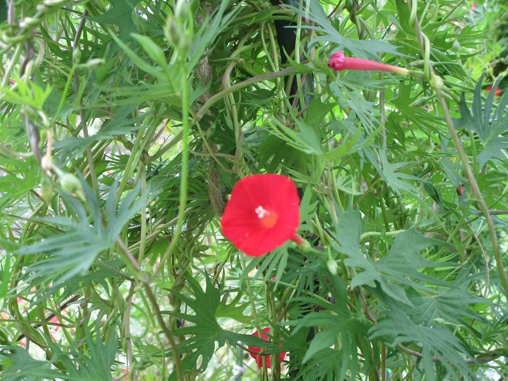 「完成」花のトンネル ルコウソウの写真