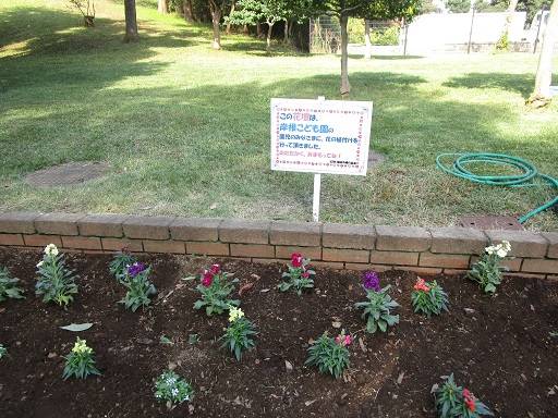 秋の花植え 【2025年10月30日】の写真