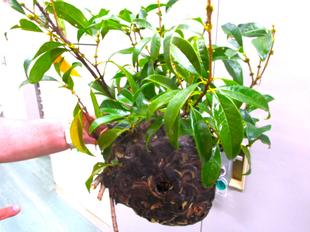 スズメバチの巣駆除(直営)