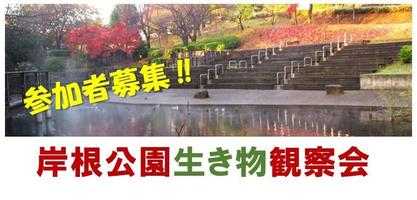 生き物観察会開催のお知らせ【11月15日(土)】