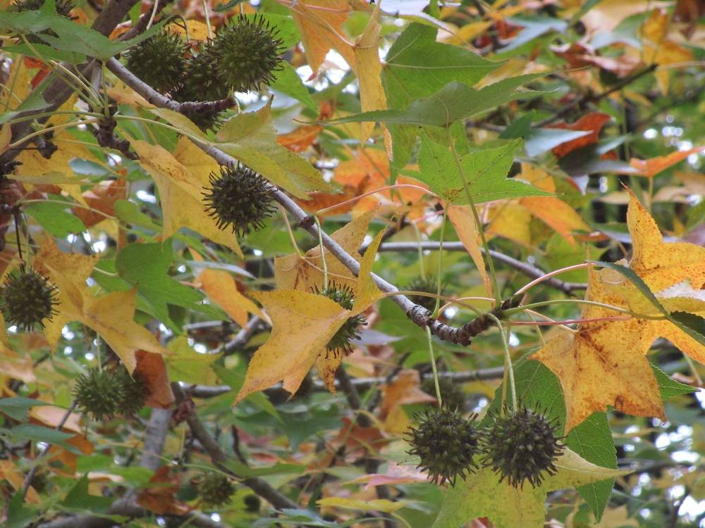 モミジバフウの写真