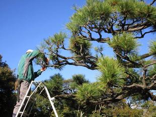 クロマツのお手入れ