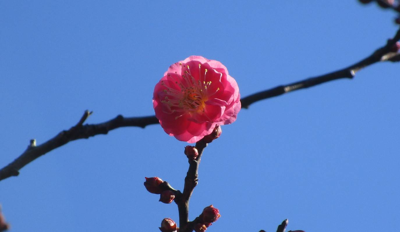 紅梅の開花　今年は早い！の写真