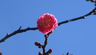 紅梅の開花　今年は早い！