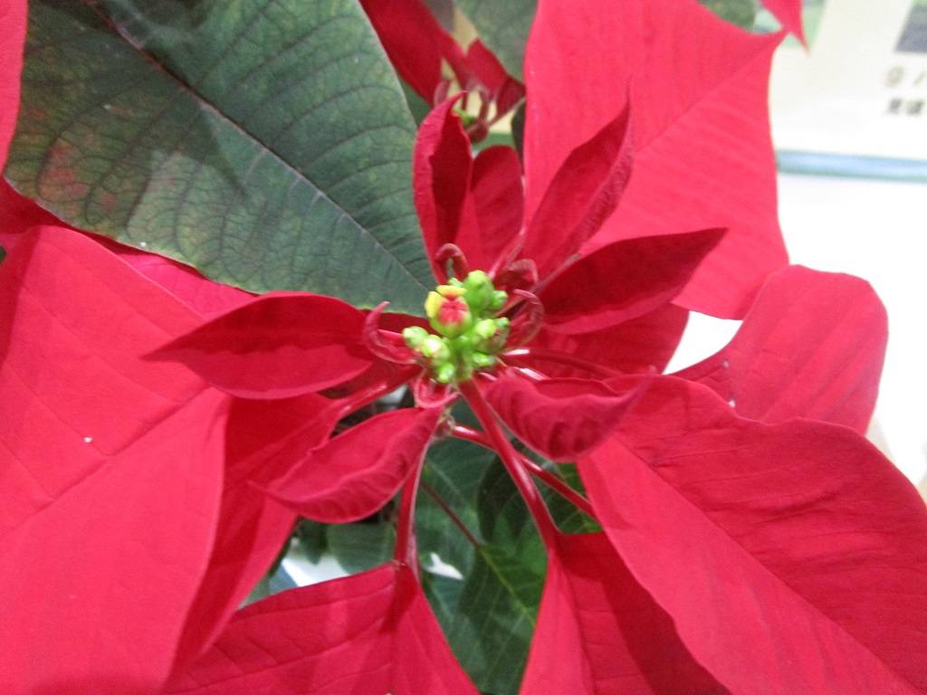  横浜花き展覧会のお花【2025年12月5日】の写真