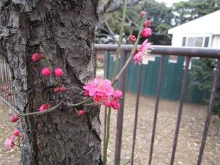  梅の開花情報【2026年1月21日】