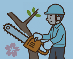 桜の樹勢回復の為の大規模剪定のお知らせの画像