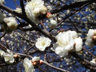 梅の開花情報【2026年1月16日】