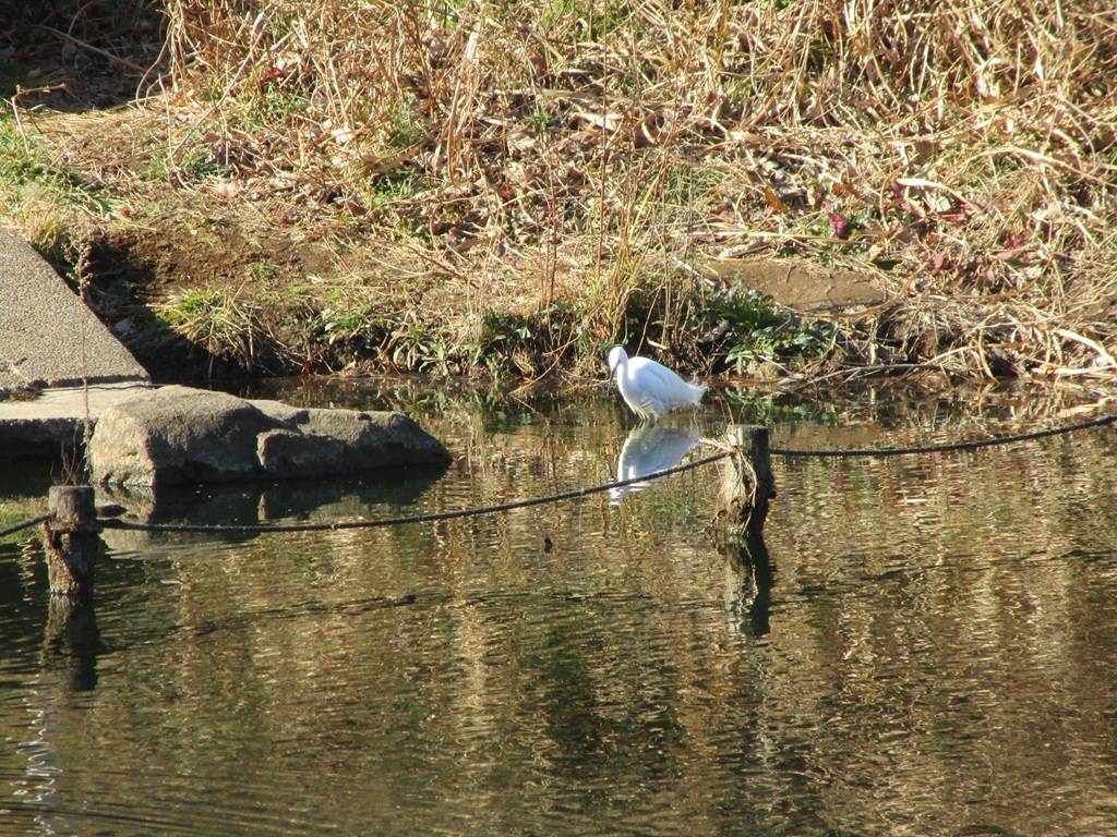 篠原池の小鷺（コサギ）の写真
