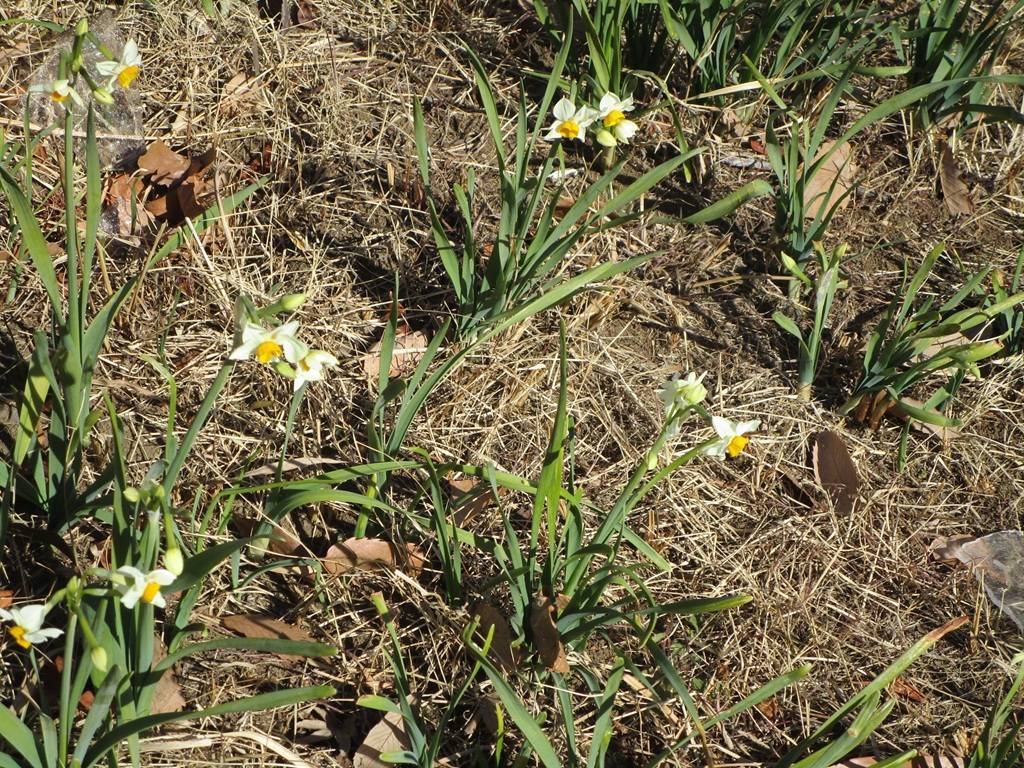 日本水仙（ニホンスイセン）開花の写真
