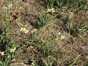 日本水仙（ニホンスイセン）開花
