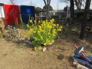 菜の花（ナノハナ）開花【2026年2月5日】