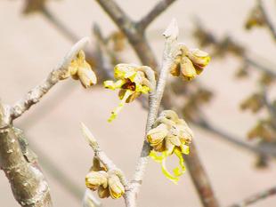 マンサクの花が咲きました～