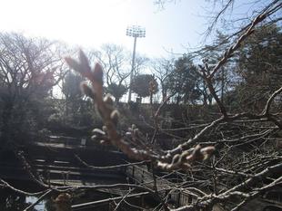 〔岸根公園〕桜開花情報【2026年2月28日】