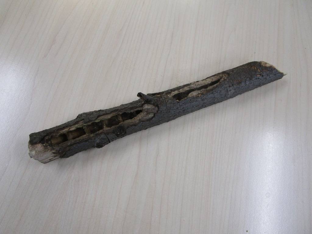 ブン！ブン！ブン♪ハチが飛ぶ～　熊蜂（クマバチ）の巣を展示中の写真