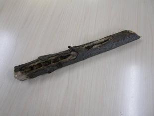 ブン！ブン！ブン♪ハチが飛ぶ～　熊蜂（クマバチ）の巣を展示中