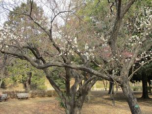 岸根公園 梅の開花情報【2026年2月5日】