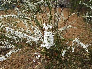 雪柳（ユキヤナギ）開花
