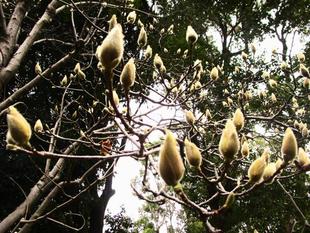 白木蓮（ハクモクレン）の蕾