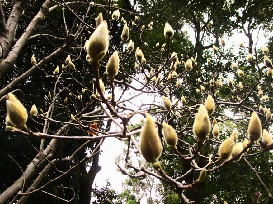 白木蓮（ハクモレン）の蕾の写真