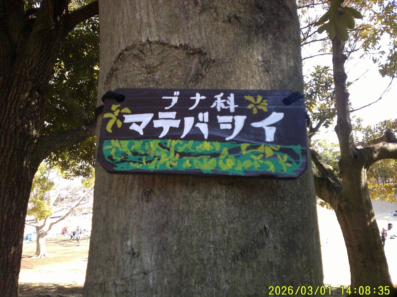 樹名板を作ろう【2026年3月1日】の写真