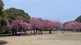 〔岸根公園〕桜開花情報【2026年3月30日】