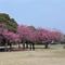 〔岸根公園〕桜開花情報【2026年3月30日】の画像