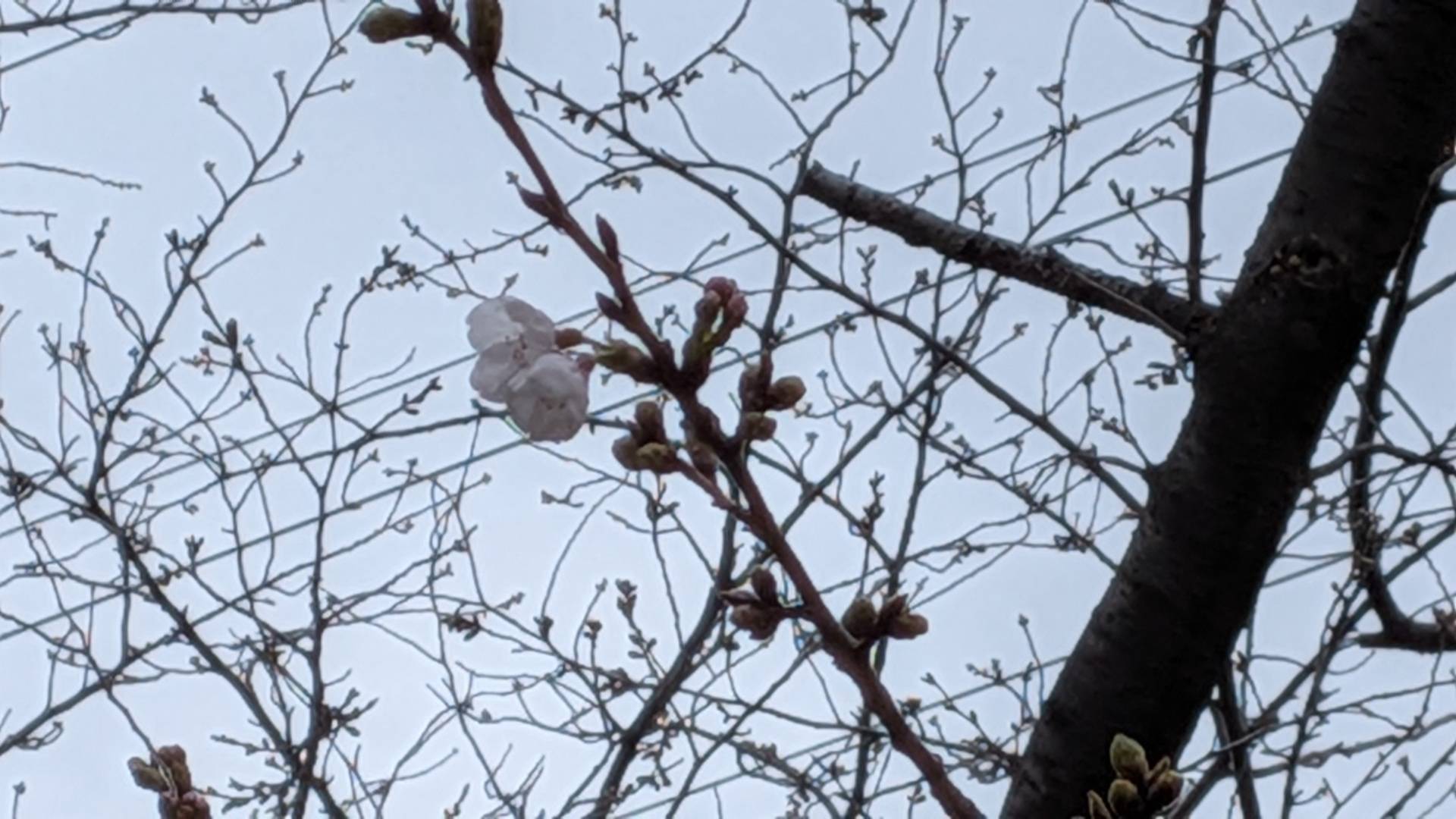 〔岸根公園〕桜開花情報【2026年3月19日】の写真