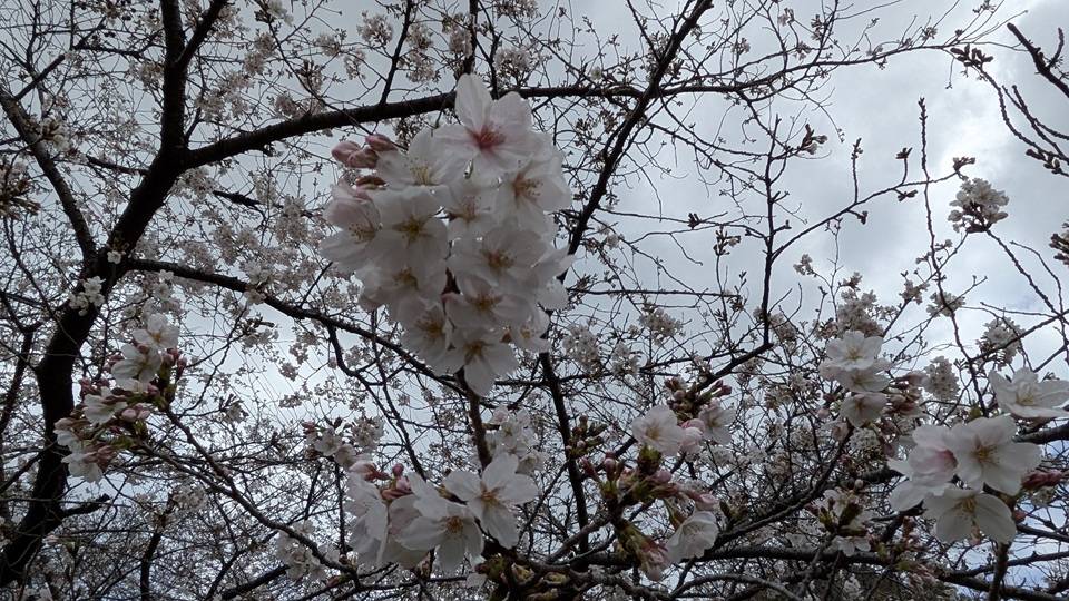 〔岸根公園〕桜開花情報【2026年3月27日】の写真