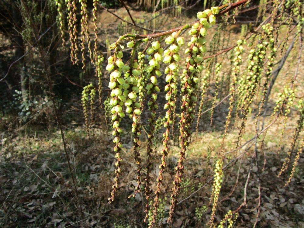 木五倍子（キブシ）の写真