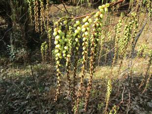 木五倍子（キブシ）