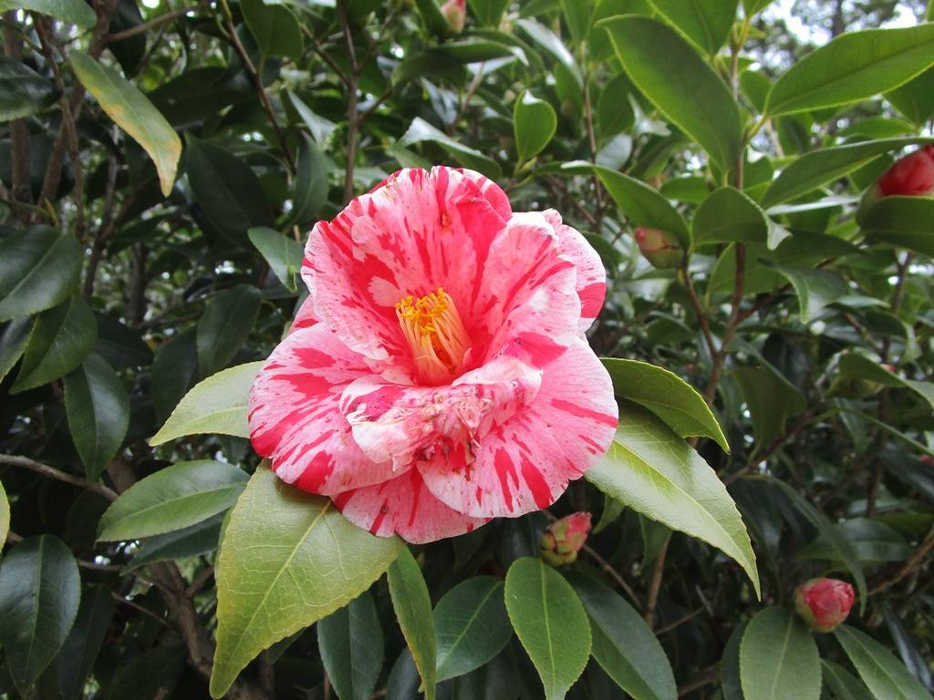 椿（ツバキ）の開花の写真