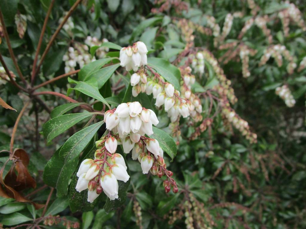 馬酔木（アゼビ）開花の写真
