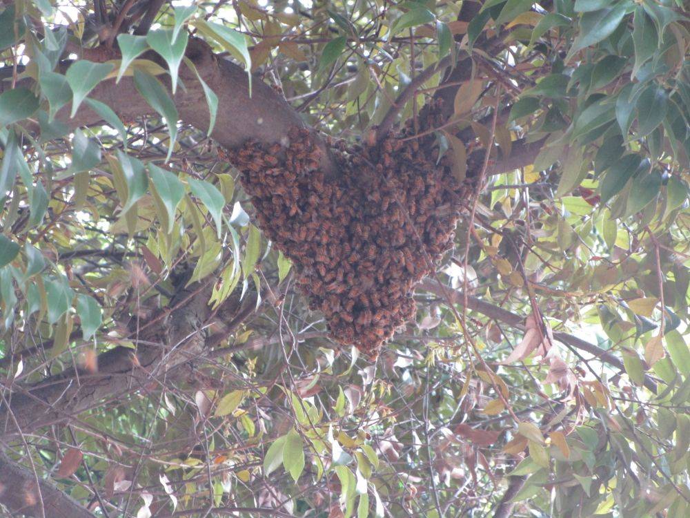 ミツバチのお引越しの写真