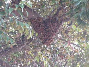 ミツバチのお引越し