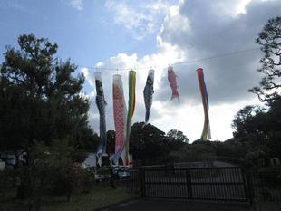 鯉のぼり始めました【2026年4月20日】