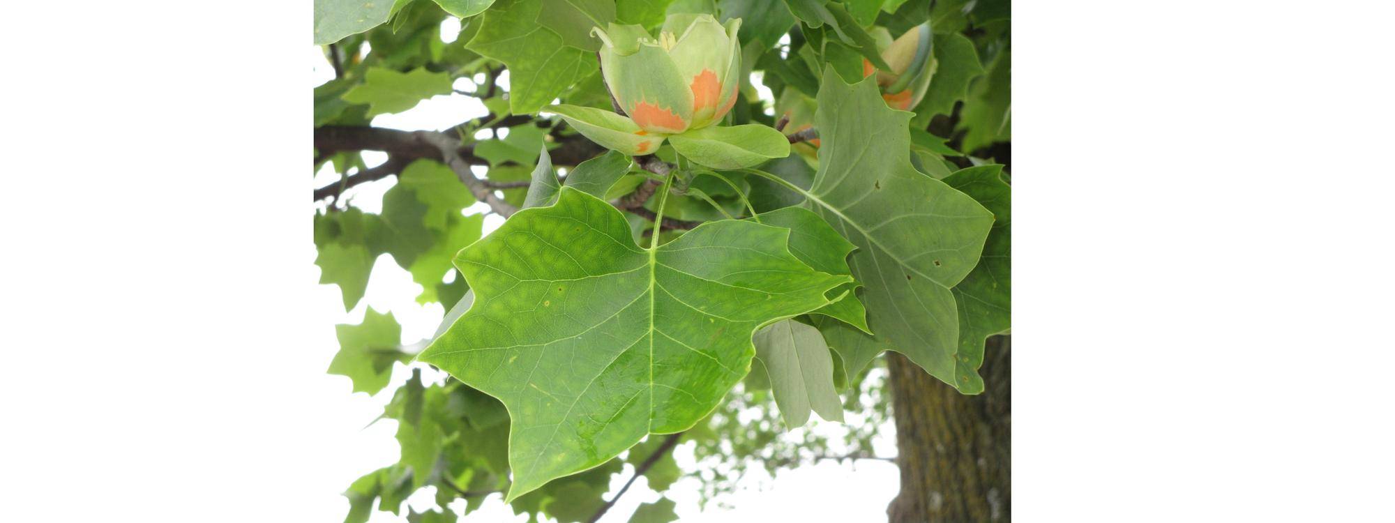 ユリノキ　見頃です！の写真