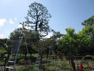 クロマツのみどり摘み