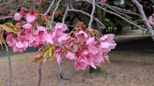 〔岸根公園〕桜開花情報【2026年4月5日】