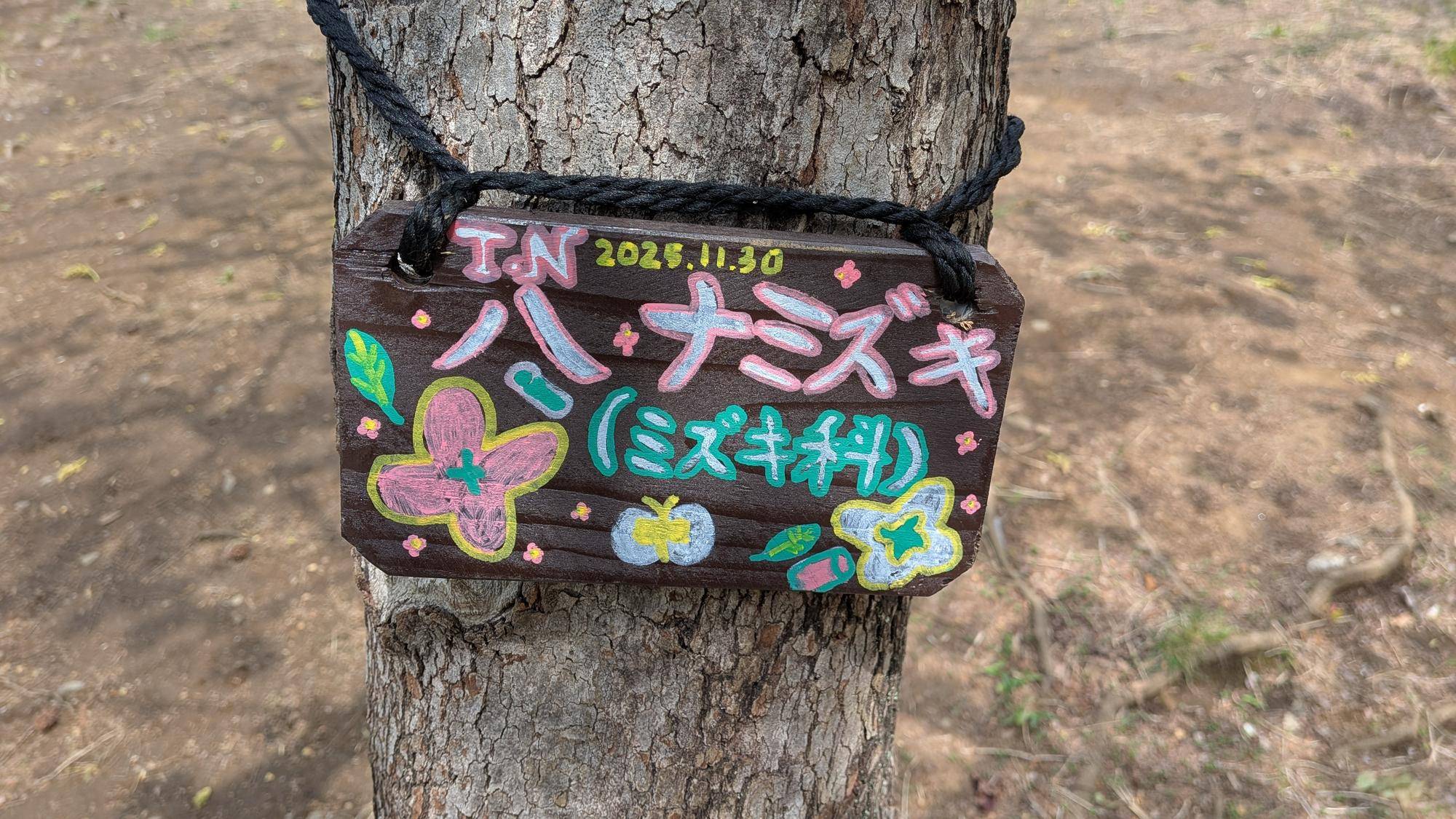 花水木（ハナミズキ）開花の写真