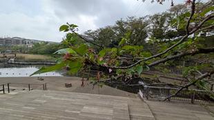 〔岸根公園〕桜開花情報【2026年4月14日】