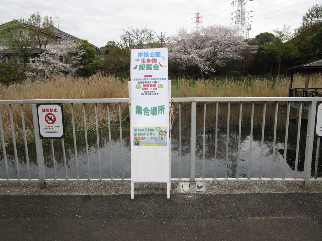 篠原池から始まる自然観察会【2026年4月4日】の写真