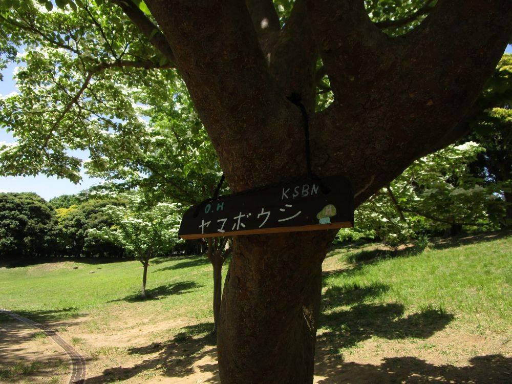 ヤマボウシの写真