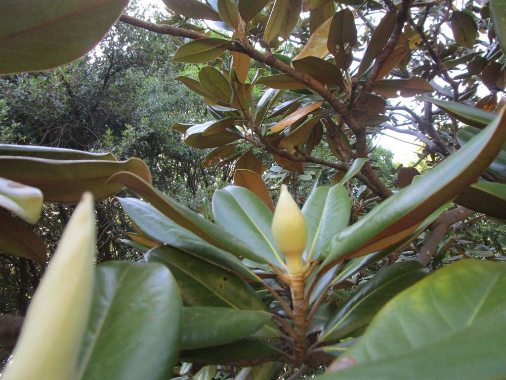 泰山木（タイサンボク）の蕾の写真