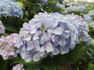 梅雨の紫陽花（アジサイ）【2026年6月7日】