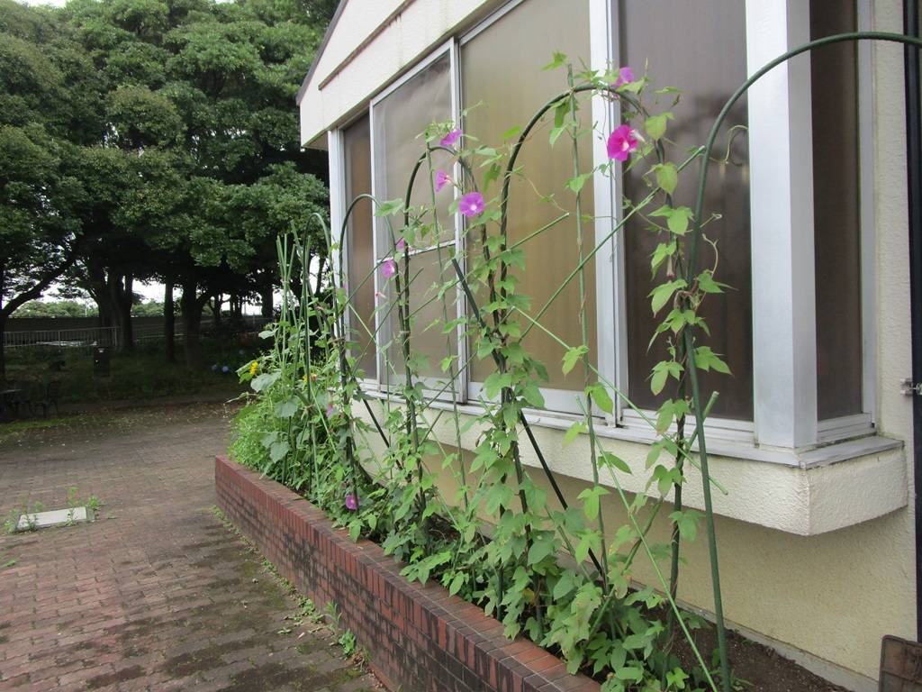 グリーンカーテン【2026年7月7日】の写真