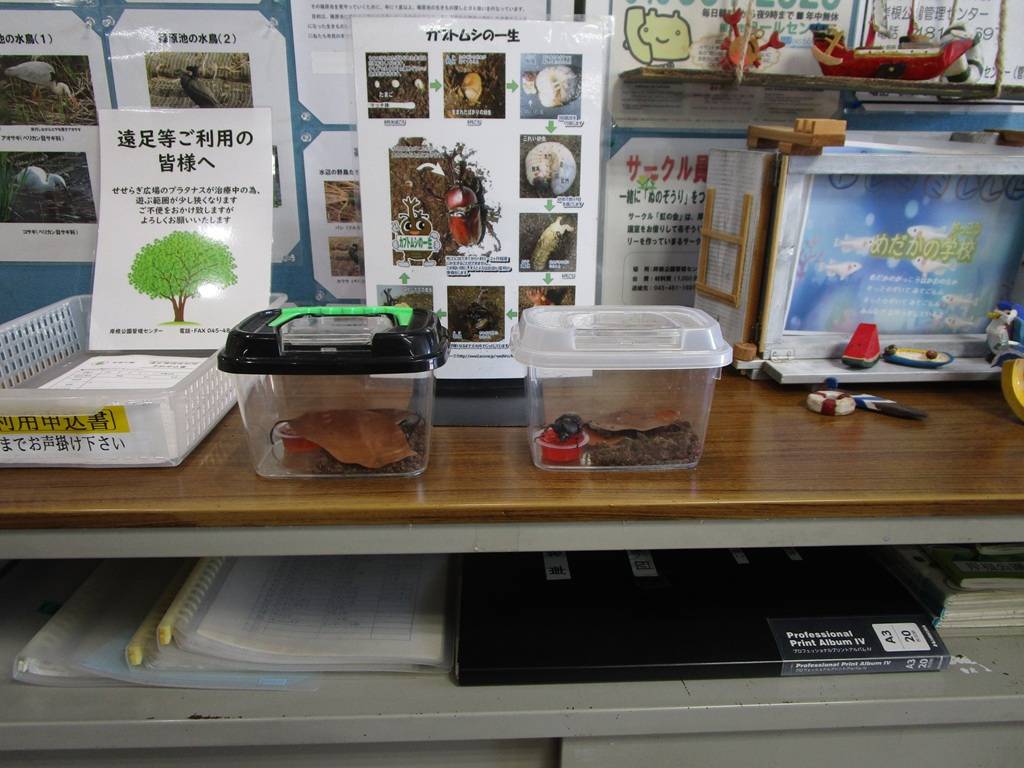 カブトムシ展示中【2026年7月14日】の写真