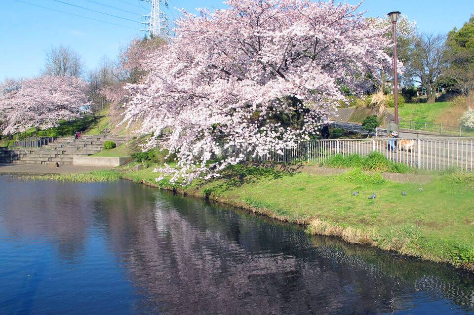 岸根公園_篠原池1.jpg